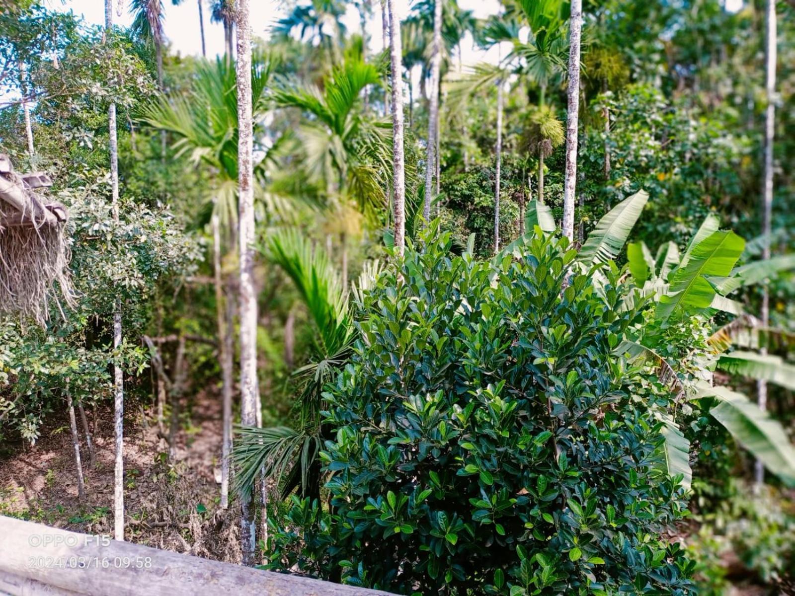 Streaming Valley Independent Coffee Estate Stay Madikeri Dış mekan fotoğraf